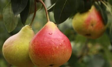 Pears On A Tree