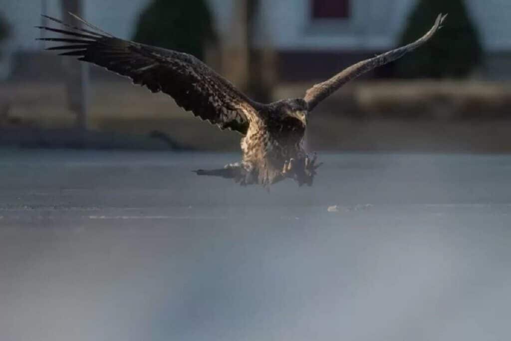 Photographer Captures An Eagle 2 1024x683