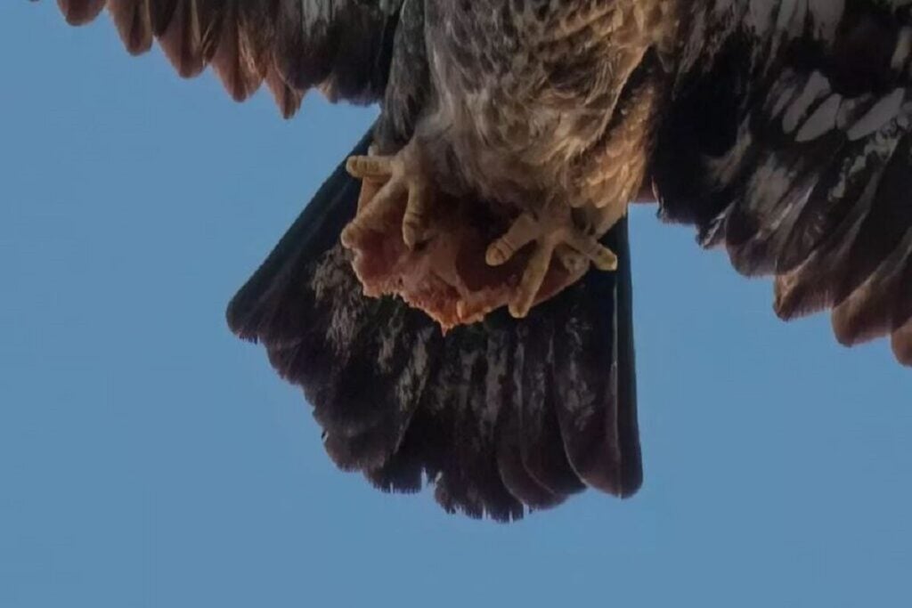 Photographer Captures An Eagle 4 1024x683