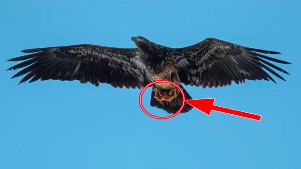 Photographers Shocking Discovery Unexpected Prey Eagles Claws Caught Camera